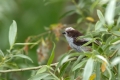 Dolgorepka_Long_tailed_tit_07.jpg