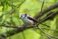 Dolgorepka_Long_tailed_tit_11.jpg