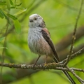 Dolgorepka_Long_tailed_tit_12.jpg