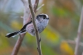 Dolgorepka_Long_tailed_tit_13.jpg