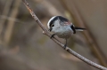 Dolgorepka_Long_tailed_tit_14.jpg