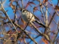 Dolgorepka_Long_tailed_tit_18.jpg