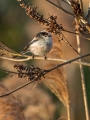 Dolgorepka_Long_tailed_tit_19.jpg