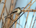 Dolgorepka_Long_tailed_tit_20.jpg