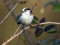 Dolgorepka_Long_tailed_tit_21.jpg