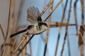 Dolgorepka_Long_tailed_tit_22.jpg