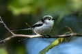 Dolgorepka_Long_tailed_tit_24.jpg