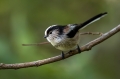 Dolgorepka_Long_tailed_tit_25.jpg