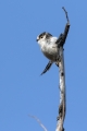 Dolgorepka_Long_tailed_tit_26.jpg