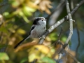 Dolgorepka_Long_tailed_tit_27.jpg
