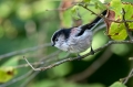 Dolgorepka_Long_tailed_tit_28.jpg