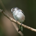 Dolgorepka_Long_tailed_tit_29.jpg