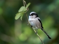 Dolgorepka_Long_tailed_tit_31.jpg