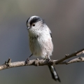 Dolgorepka_Long_tailed_tit_37.jpg