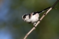 Dolgorepka_Long_tailed_tit_38.jpg