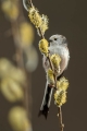 Dolgorepka_Long_tailed_tit_41.jpg