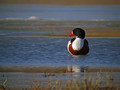 Duplinska_kozarka_Shelduck_05.jpg