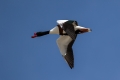 Duplinska_kozarka_Shelduck_08.jpg