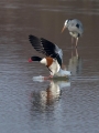 Duplinska_kozarka_Shelduck_09.jpg