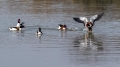 Duplinska_kozarka_Shelduck_10.jpg