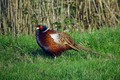 Fazan_Pheasant_12.jpg