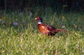 Fazan_Pheasant_Phasianus_colchicus_Poljske_kure_Phasianidae_17.jpg