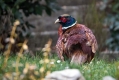 Fazan_Pheasant_Phasianus_colchicus_Poljske_kure_Phasianidae_18.jpg
