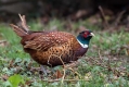 Fazan_Pheasant_Phasianus_colchicus_Poljske_kure_Phasianidae_19.jpg