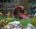 Fazan_Pheasant_Phasianus_colchicus_Poljske_kure_Phasianidae_20.jpg