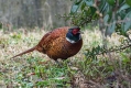 Fazan_Pheasant_Phasianus_colchicus_Poljske_kure_Phasianidae_22.jpg