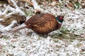 Fazan_Pheasant_Phasianus_colchicus_Poljske_kure_Phasianidae_23.jpg