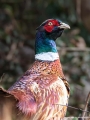 Fazan_Pheasant_Phasianus_colchicus_Poljske_kure_Phasianidae_24.jpg