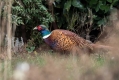 Fazan_Pheasant_Phasianus_colchicus_Poljske_kure_Phasianidae_25.jpg