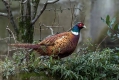 Fazan_Pheasant_Phasianus_colchicus_Poljske_kure_Phasianidae_28.jpg