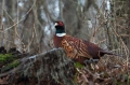 Fazan_Pheasant_Phasianus_colchicus_Poljske_kure_Phasianidae_29.jpg