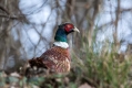 Fazan_Pheasant_Phasianus_colchicus_Poljske_kure_Phasianidae_30.jpg
