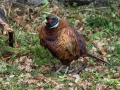 Fazan_Pheasant_Phasianus_colchicus_Poljske_kure_Phasianidae_31.jpg