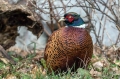 Fazan_Pheasant_Phasianus_colchicus_Poljske_kure_Phasianidae_34.jpg