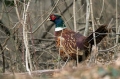 Fazan_Pheasant_Phasianus_colchicus_Poljske_kure_Phasianidae_35.jpg