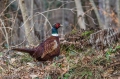Fazan_Pheasant_Phasianus_colchicus_Poljske_kure_Phasianidae_36.jpg