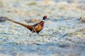 Fazan_Pheasant_Phasianus_colchicus_Poljske_kure_Phasianidae_37.jpg