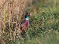 Fazan_Pheasant_Phasianus_colchicus_Poljske_kure_Phasianidae_38.jpg