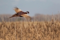 Fazan_Pheasant_Phasianus_colchicus_Poljske_kure_Phasianidae_39.jpg