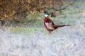 Fazan_Pheasant_Phasianus_colchicus_Poljske_kure_Phasianidae_40.jpg