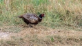 Fazan_Pheasant_Phasianus_colchicus_Poljske_kure_Phasianidae_42.jpg
