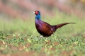 Fazan_Pheasant_Phasianus_colchicus_Poljske_kure_Phasianidae_45.jpg