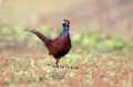 Fazan_Pheasant_Phasianus_colchicus_Poljske_kure_Phasianidae_46.jpg