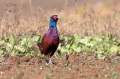 Fazan_Pheasant_Phasianus_colchicus_Poljske_kure_Phasianidae_48.jpg