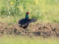 Fazan_Pheasant_Phasianus_colchicus_Poljske_kure_Phasianidae_50.jpg