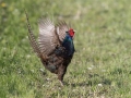 Fazan_Pheasant_Phasianus_colchicus_Poljske_kure_Phasianidae_53.jpg